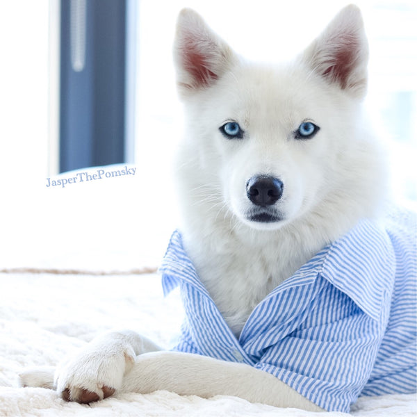 BUTTON-UP SHIRTS